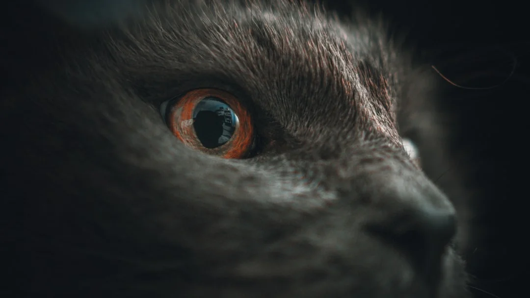 Catbird: Unleashing Data's Potential